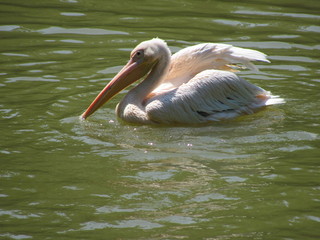 pelican