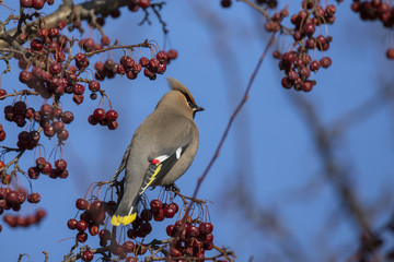 Cedar Waxwing in winter 