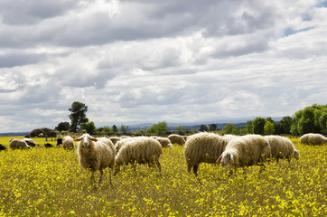 Flock of sheep, grazing