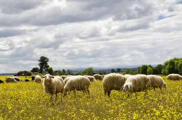 Obraz premium Flock of sheep, grazing