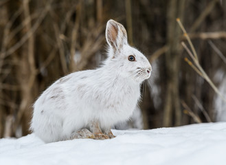 Naklejka premium White Snowshoe Hare Portrait in Early Spring