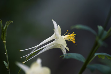 White Columbine Flower