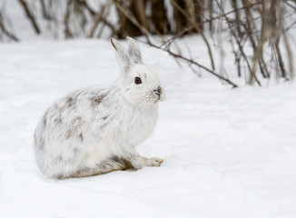 White Snowshoe Hare Portrait in Early Spring