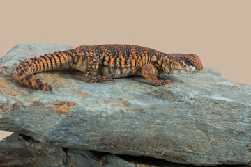 Obraz premium Saharan Spiny Tailed Lizard (Uromastyx geyri)/Uromastyx Geyri lizard basking on rock