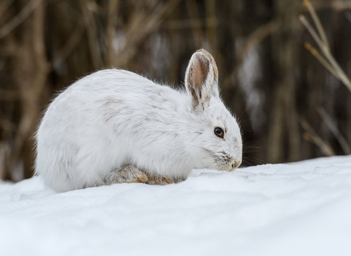  White Snowshoe Hare Portrait in Early Spring