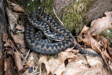 Northern Viper