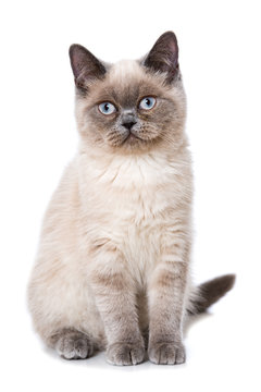 Colourpoint K&auml;tzchen