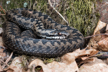 Northern Viper