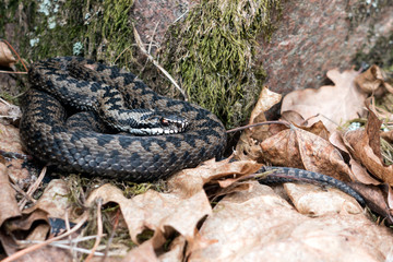 Northern Viper