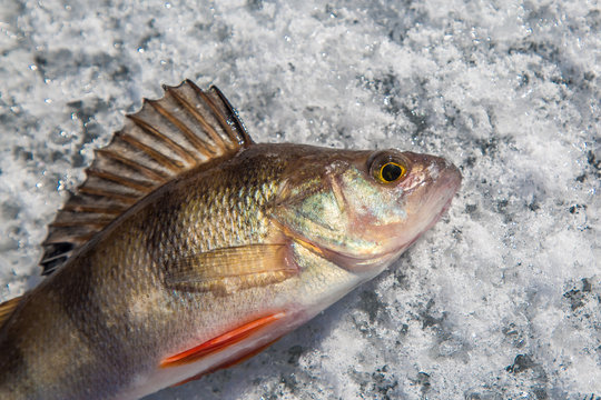 perch fish on the ice