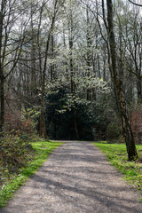 White blossomed tree in a forest setting with a path
