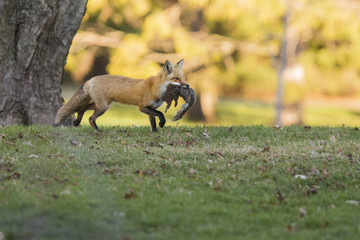 Female red fox with prey