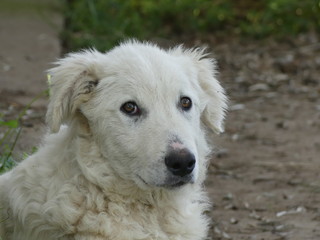 Shepherd Maremma