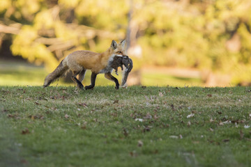 Naklejka na ściany i meble Female red fox with prey