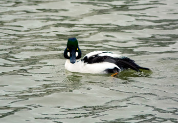 Common Goldeneye Drake