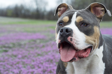 American Bully in a sea of purple flowers