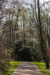 Fototapeta na wymiar White blossomed tree in a forest setting with a path