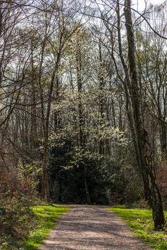 White blossomed tree in a forest setting with a path © Luca