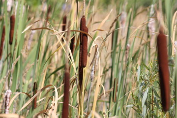 Fototapeta premium Cattails grow in dense stands. Like most colonial plants, they arise from stems, growing in the mud topped with brown cigar shaped flower heads