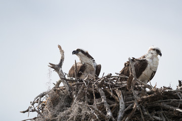 Osprey,  —also called Fish eagle, Sea hawk, River hawk, and fish hawk—is a diurnal, fish-eating bird of prey. Here on the nest.