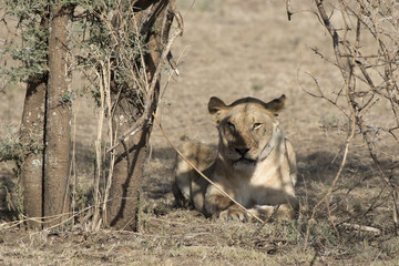 Lioness lying in the shade of the trees in the bush savannah after the morning hunt