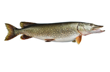 Isolated pike, a kind of river fish from the side.