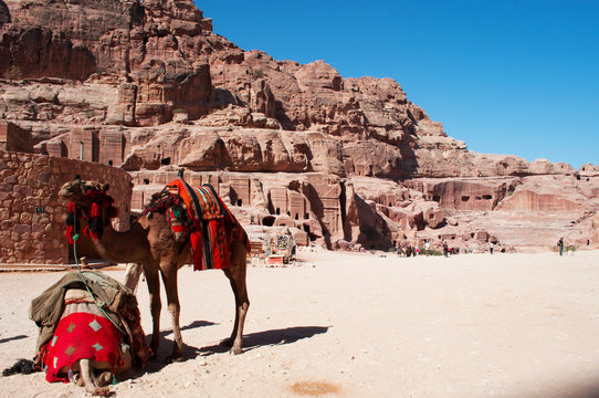 Giordania, sito archeologico di Petra, 02/10/2013: cammelli sulla Strada delle Facciate, la fila di tombe monumentali scavate nella roccia nella città rosa dei Nabatei 