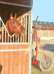 Horse with sulkys in the stable.