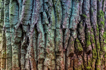Background of old forest tree surface texture with deep vertical grooves and green moss. 