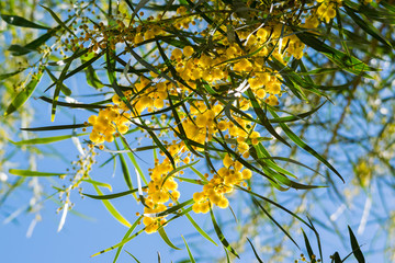 Blossoming of mimosa tree (Acacia pycnantha,  golden wattle) close up in spring, bright yellow flowers, coojong, golden wreath wattle, orange wattle, blue-leafed wattle, acacia saligna
