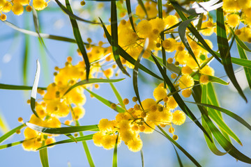 Blossoming of mimosa tree (Acacia pycnantha,  golden wattle) close up in spring, bright yellow flowers, coojong, golden wreath wattle, orange wattle, blue-leafed wattle, acacia saligna