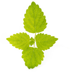 Fresh mint leaves isolated on white background. © gitusik