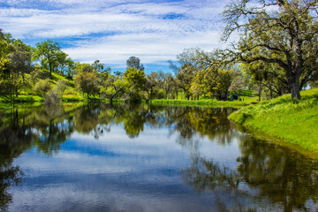 Fototapeta na wymiar Oak Trees Reflection Off Shimmering Pond