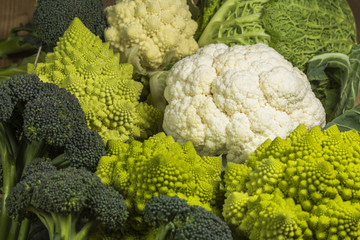  varieties of vegetables: savoy green cabbage, broccoli, roman and white cauliflower