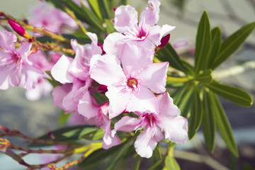 Branch of a pink oleander