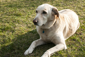 Adorable female Labrador Retriever dog lying on grass garden meadow