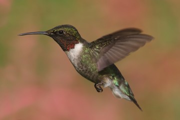 Ruby-throated Hummingbird (archilochus colubris)