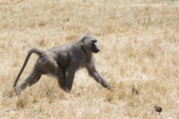 Fototapeta premium Male anubis baboon walking among dry grass on savanna in dry season