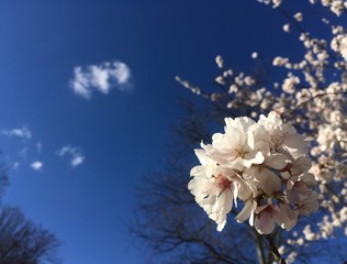 cherry blossoms closeup against intense blue sky