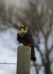 Aplomado falcon of Mexico resting on wooden post 