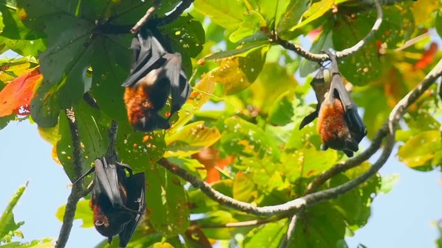 Flying foxes hanging on a tree branch and washing up