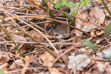 Cute mouse in its natural habitat a forest with green and brown leaves