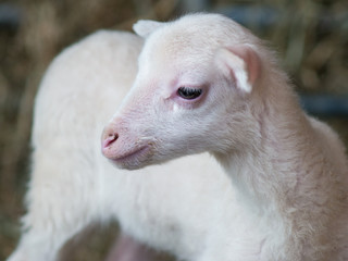 Cute lamb on a farm