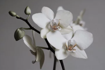 Foto op Canvas Retro witte orchideeën © Olesia