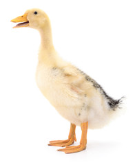 One yellow duckling.