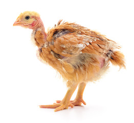 Small brown chicken