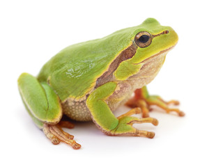Fototapeta premium Green frog isolated.