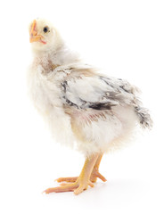 Small grey chicken.