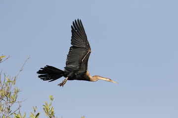 African darter, Anhinga rufa