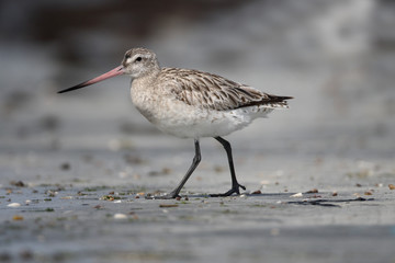 Bar-tailed godwit, Limosa lapponica